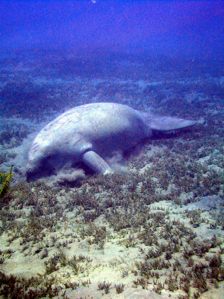 Dugong Dugon (Dugongo)